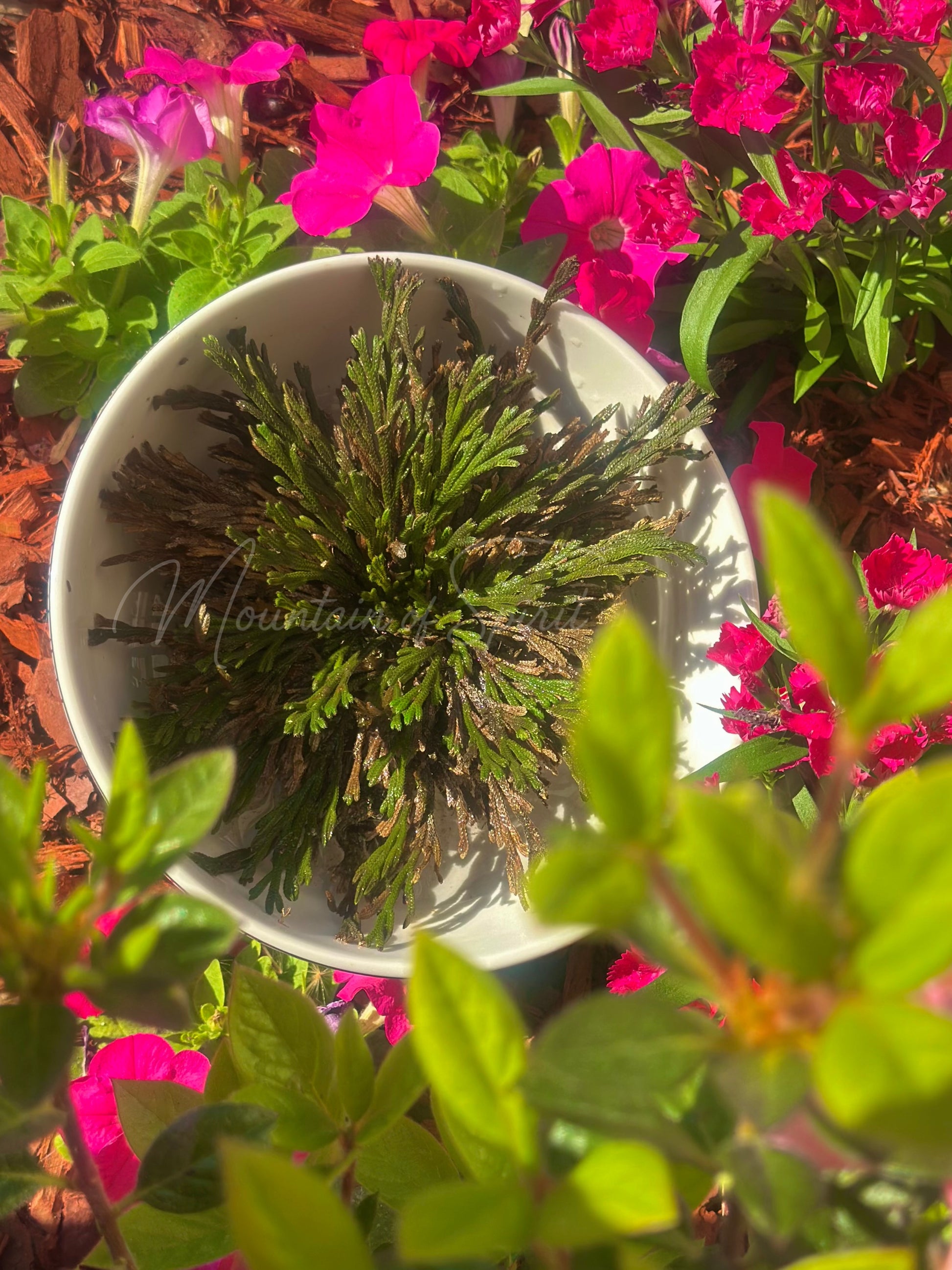 Rose of Jericho
