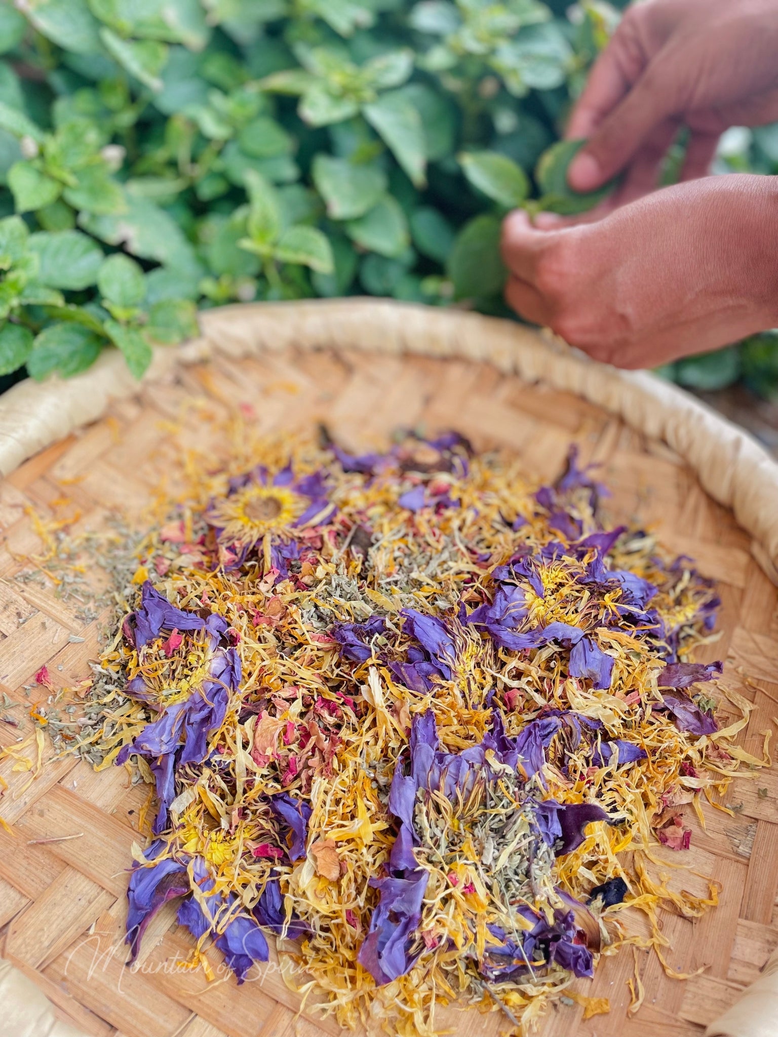 Chamomile Flower